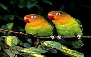 鹦鹉优秀作文优质5篇