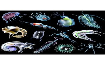 生物必修1教案5篇