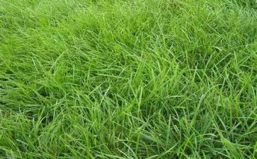 草房子读后感600字作文7篇