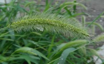 种草莓教案通用5篇