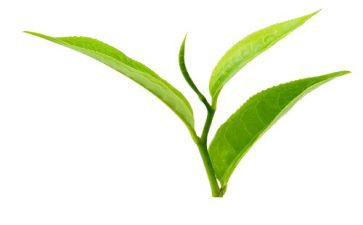 学茶艺的心得体会优质6篇