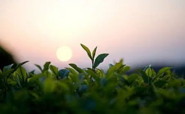 茶的心得体会1000字7篇
