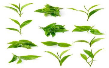 茶的营销活动方案策划优质8篇