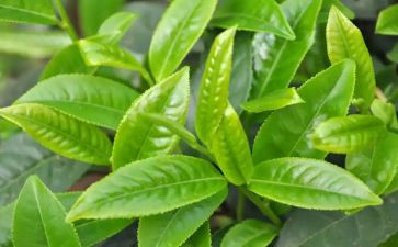 茶营销方案模板6篇