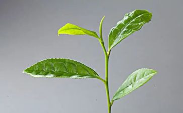 茶的心得体会1000字推荐7篇