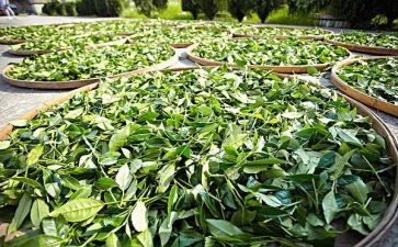 茶的营销活动方案策划模板5篇