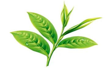 茶企业管理工作计划8篇