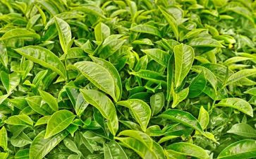 茶调研报告推荐5篇
