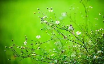 过春节教案优秀7篇