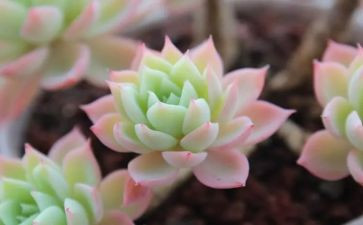 多肉植物,作文优秀7篇