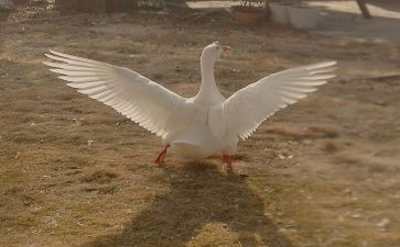 鹅的眼泪读后感5篇