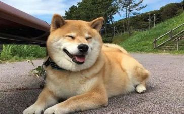 我要狗的作文模板7篇