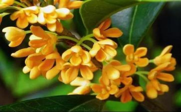 桂花作文500字最新8篇