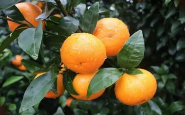 大果树小班教案6篇