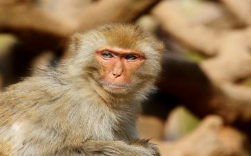 小猴子下山教案6篇