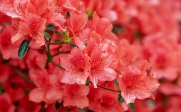 花和瓜教案反思优秀6篇