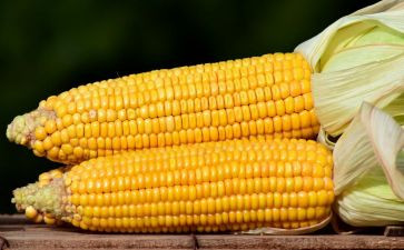 玉米苗教案7篇