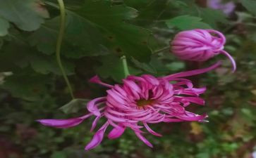 秋菊,作文优质5篇