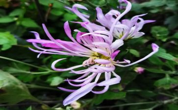 中班折菊花教案6篇