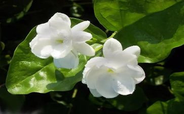 《茉莉花》教学反思8篇