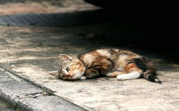 《苦儿流浪记》作文7篇