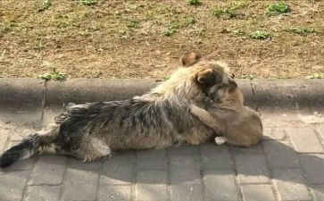 苦儿流浪流浪记读后感精选6篇