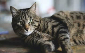 小学语文《猫》教案推荐5篇
