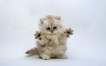 猫咪的作文300字7篇