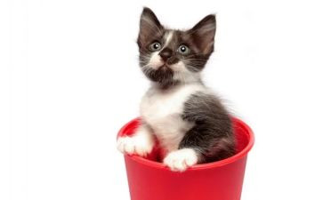小班小猫和老鼠教案7篇