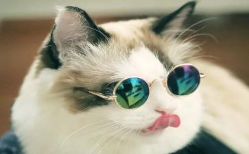 猫的观后感作文500字通用6篇