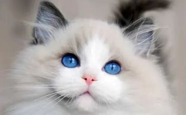 小学语文《猫》教案最新7篇