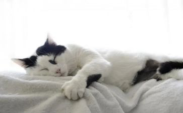 猫和狗作文300字作文6篇