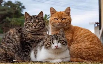 猫王国读后感通用6篇