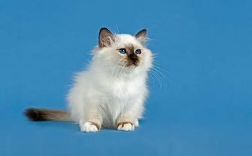 小猫和小狗的作文6篇