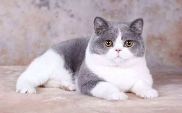 猫的烦恼作文500字6篇