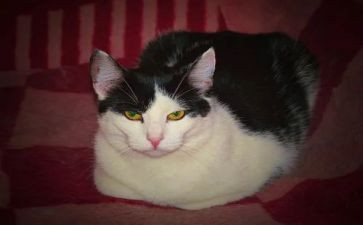郑振铎的《猫》读后感6篇