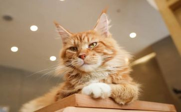 小学《猫》教案推荐5篇
