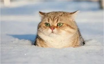 熊猫基地的作文通用8篇