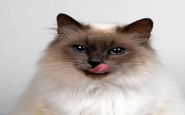 猫的观后感作文500字最新8篇