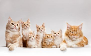 关于猫的自我鉴定参考5篇