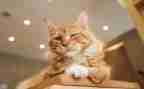 猫简历模板模板5篇