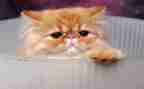 猫和狗作文300字作文优秀6篇