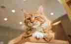 小学《猫》教案推荐5篇