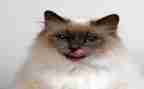 我们家的猫教案最新6篇