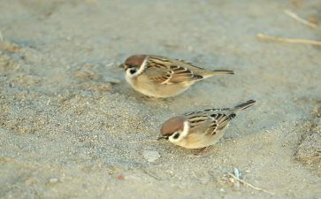 《小麻雀》教学反思7篇