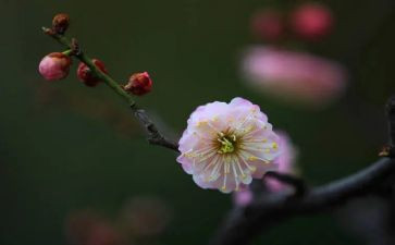 《梅花》教案最新5篇
