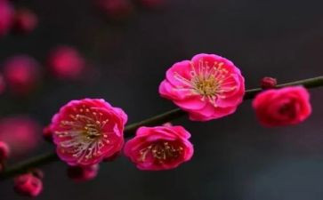 读《梅花魂》读后感8篇