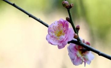 《梅花》教案5篇