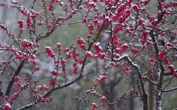 读《梅花魂》读后感优秀8篇