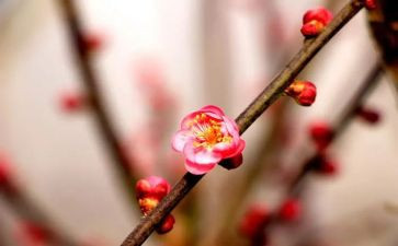 梅花魂读后感600字5篇